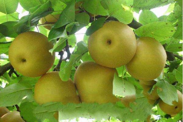 安梨功效與作用及禁忌