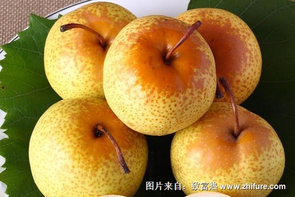 花蓋梨圖片大全