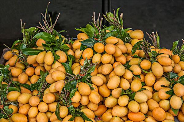 小芒果價格多少錢一斤