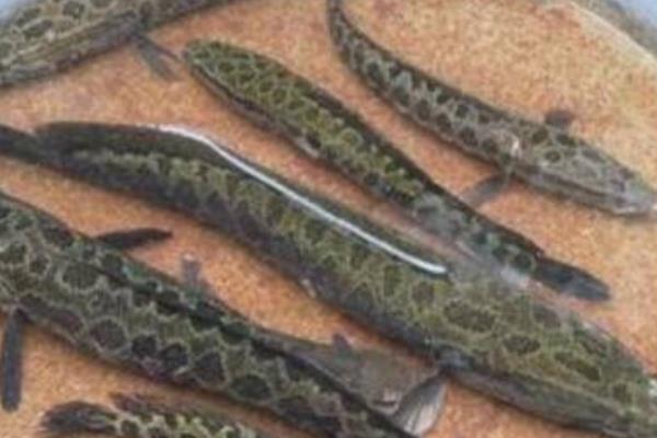 小小黑魚帶來的巨大財富