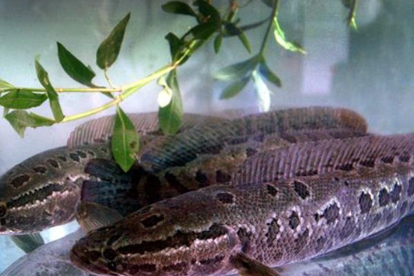 小小黑魚帶來的巨大財富