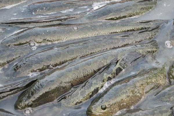 小小黑魚帶來的巨大財富