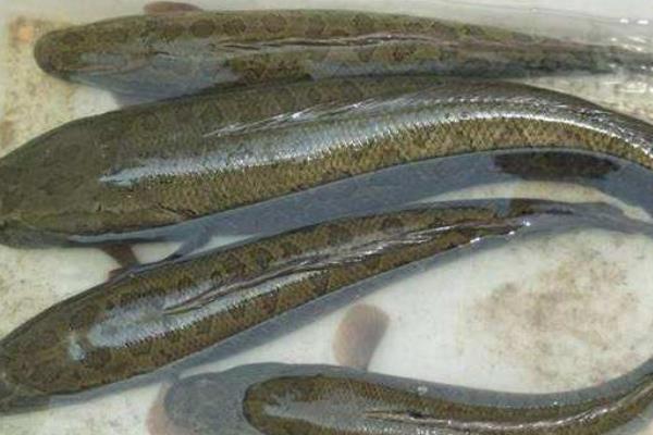 小小黑魚帶來的巨大財富