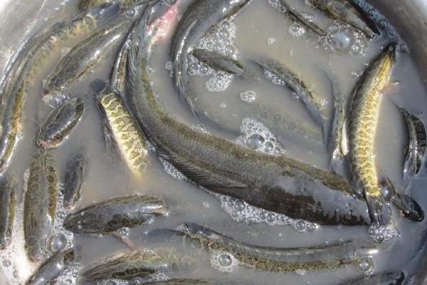 小小黑魚帶來的巨大財富