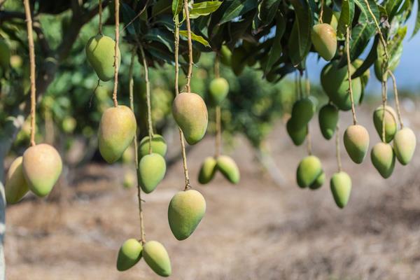 小芒果圖片大全