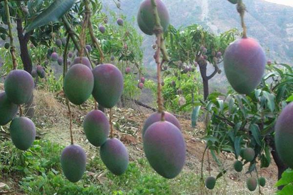 小芒果圖片大全