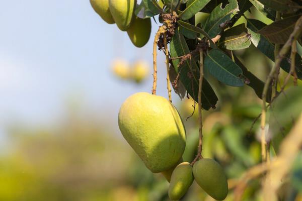 小芒果圖片大全