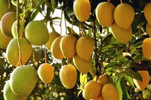 小芒果圖片大全