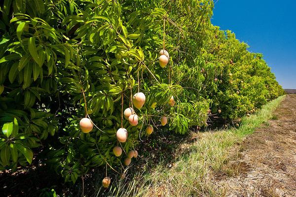 小芒果圖片大全