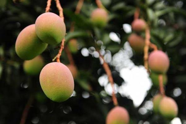 小芒果圖片大全