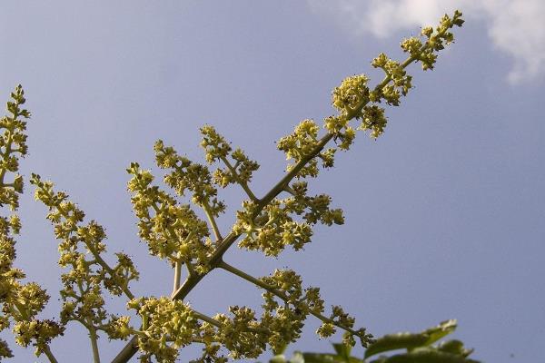 小芒果圖片大全