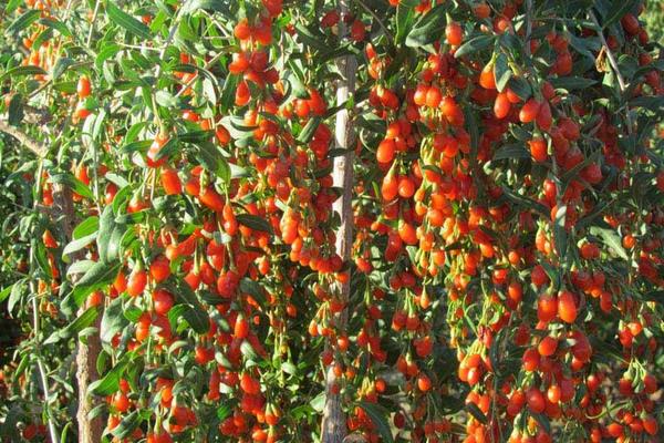 種北方枸杞扦插繁殖經(jīng)驗