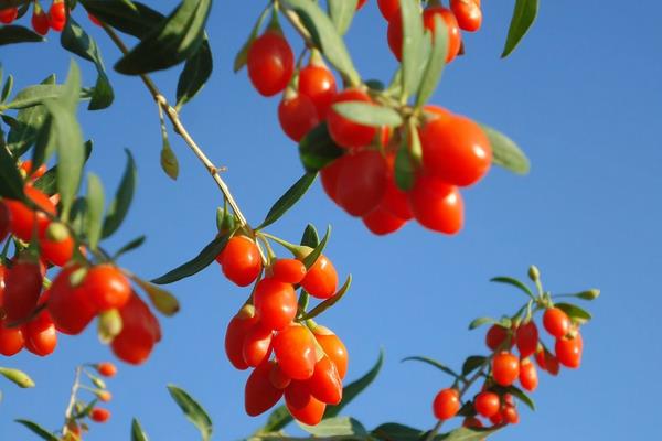 種北方枸杞扦插繁殖經(jīng)驗