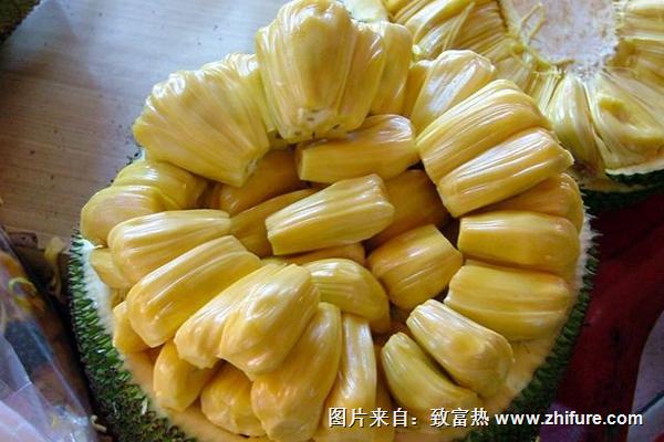 菠蘿蜜什么時候成熟