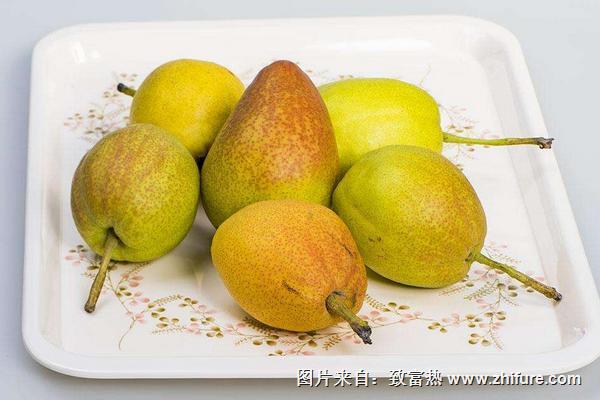 香梨和雪梨哪個好