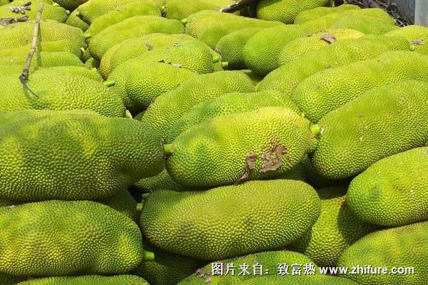 菠蘿蜜價格多少錢一斤