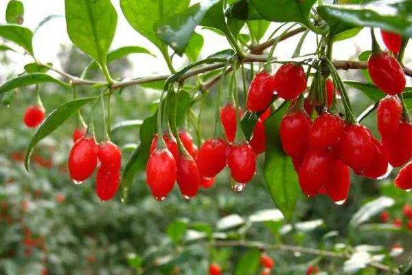 種北方枸杞扦插繁殖經(jīng)驗