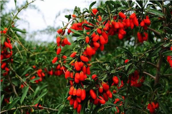 種北方枸杞扦插繁殖經(jīng)驗