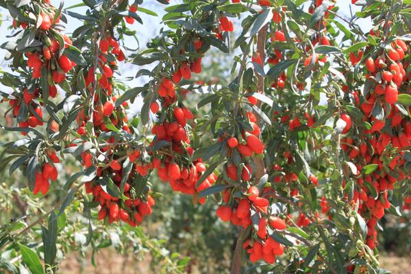 種北方枸杞扦插繁殖經(jīng)驗