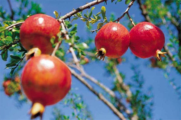 石榴什么季節吃最好