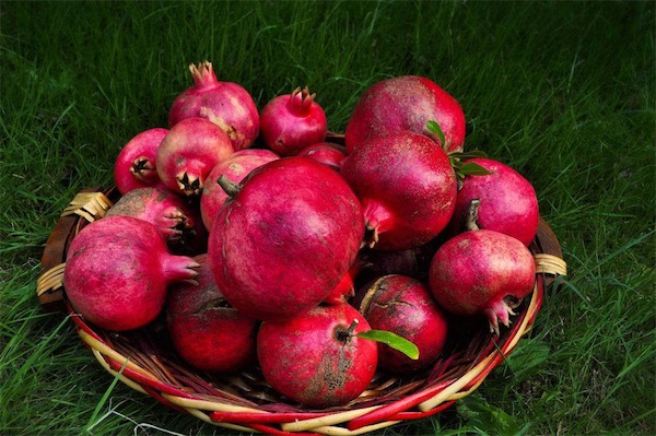 石榴什么季節吃最好