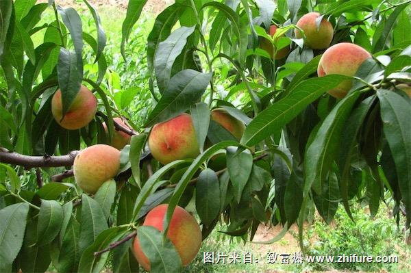 桃樹病蟲防治方法