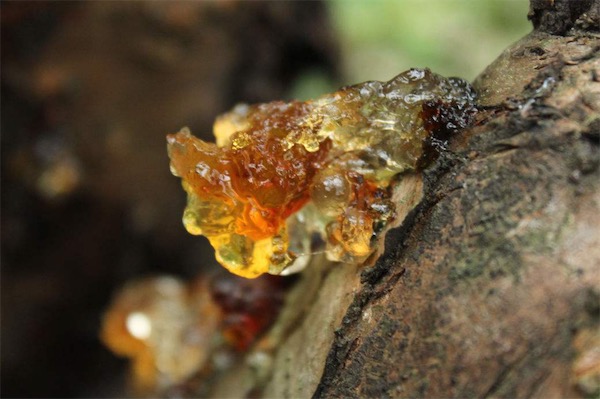 桃樹膠的價格多少錢一斤