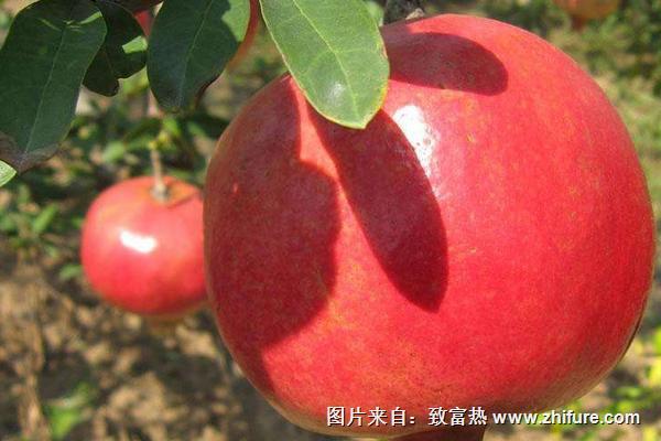 石榴的品種有哪些