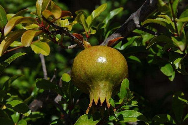 石榴的品種有哪些