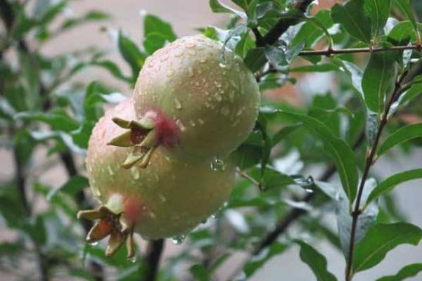 石榴的品種有哪些