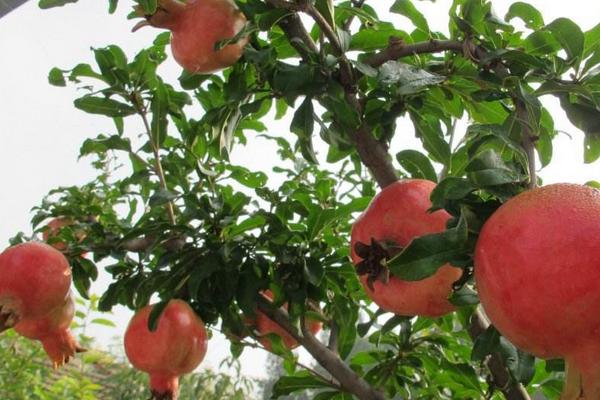 石榴的品種有哪些