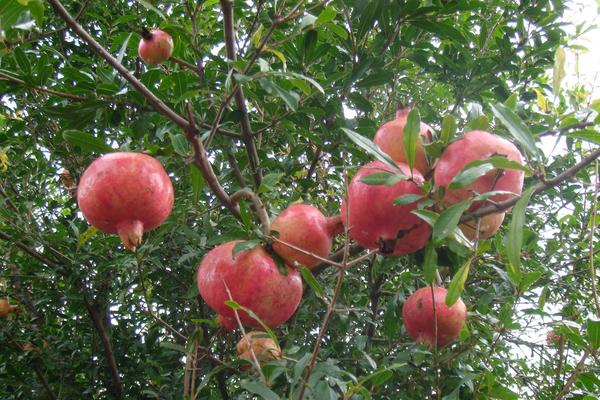 石榴的品種有哪些