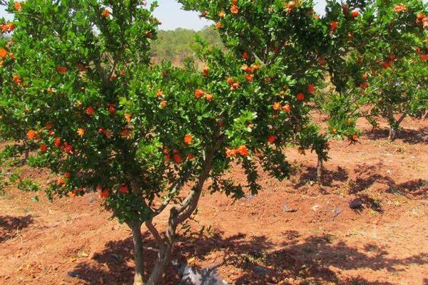 石榴的品種有哪些