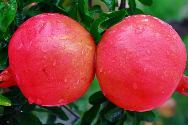 石榴含有什么維生素