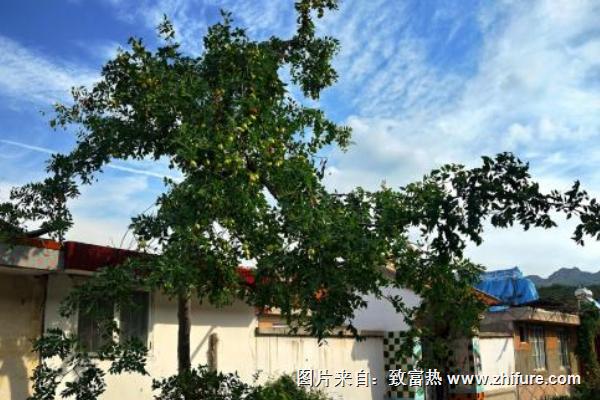 門前栽棗樹有什么禁忌