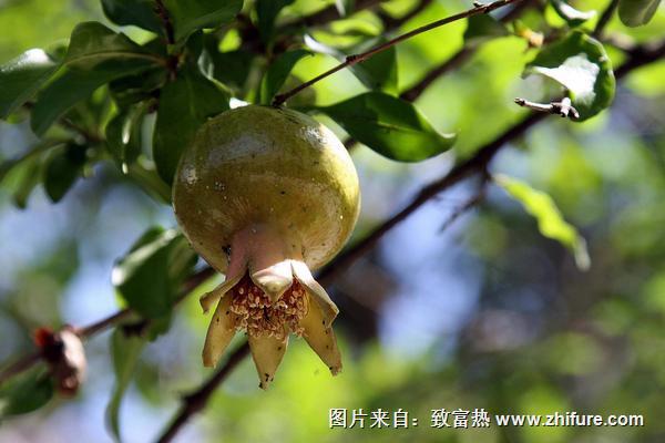 石榴靠什么傳播種子