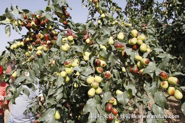 棗樹瘋病最佳治療方法