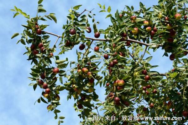 棗樹價(jià)格多少錢一棵