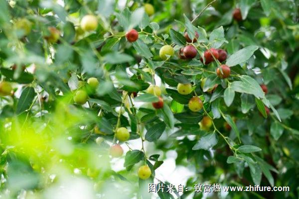 棗樹開花不結(jié)果的原因