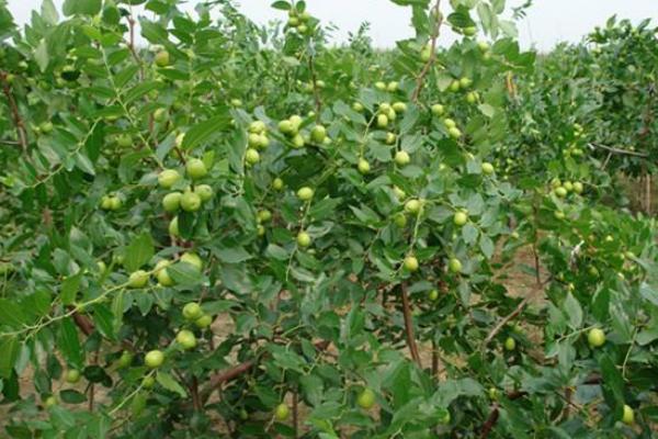 棗樹開花不結(jié)果的原因