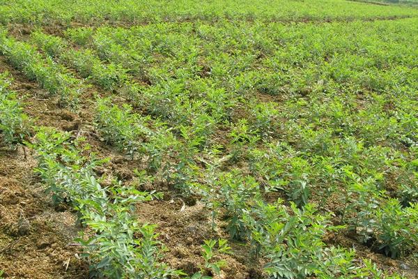 棗樹開花不結(jié)果的原因