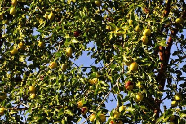 棗樹開花不結(jié)果的原因