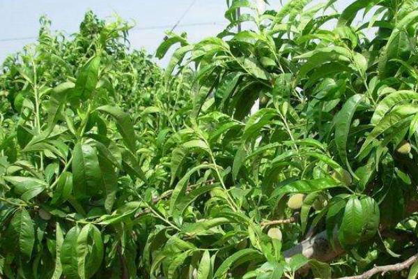 棗樹開花不結(jié)果的原因