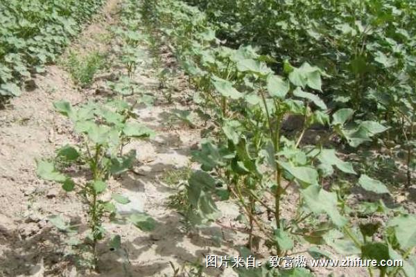 棗樹種植時(shí)間