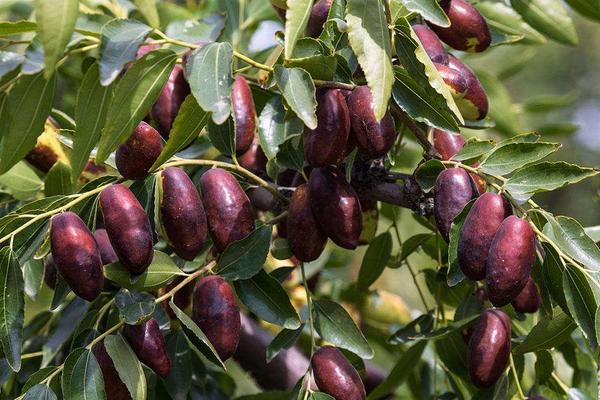 棗樹種植時(shí)間