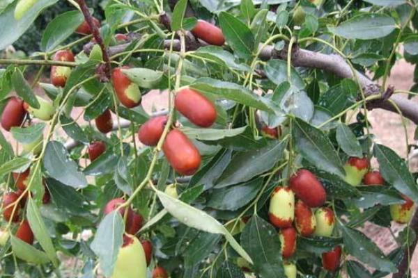 棗樹種植時(shí)間