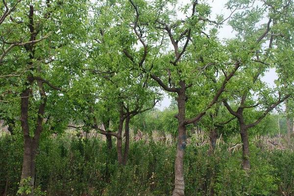 棗樹種植時(shí)間