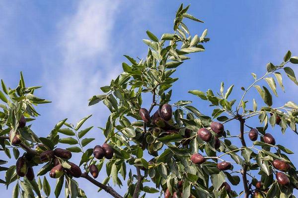 棗樹種植時(shí)間
