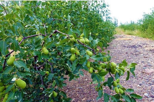 棗樹種植時(shí)間