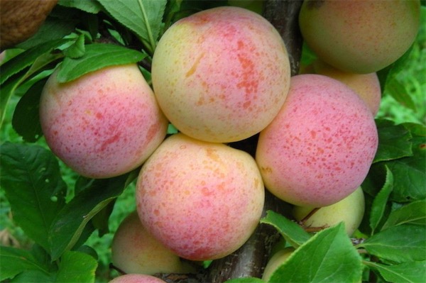 桃子產(chǎn)地在哪里